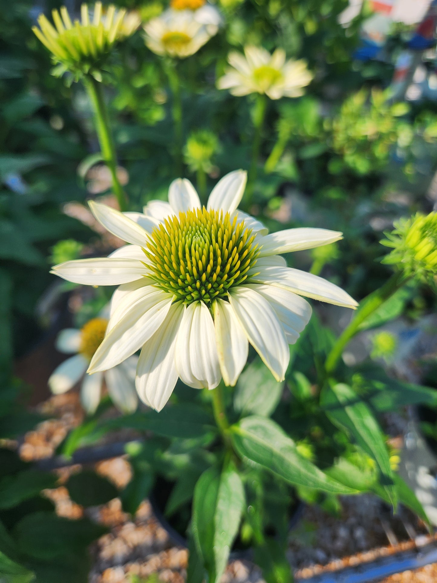 Coneflower, 'Pow Wow White' (Echinacea)
