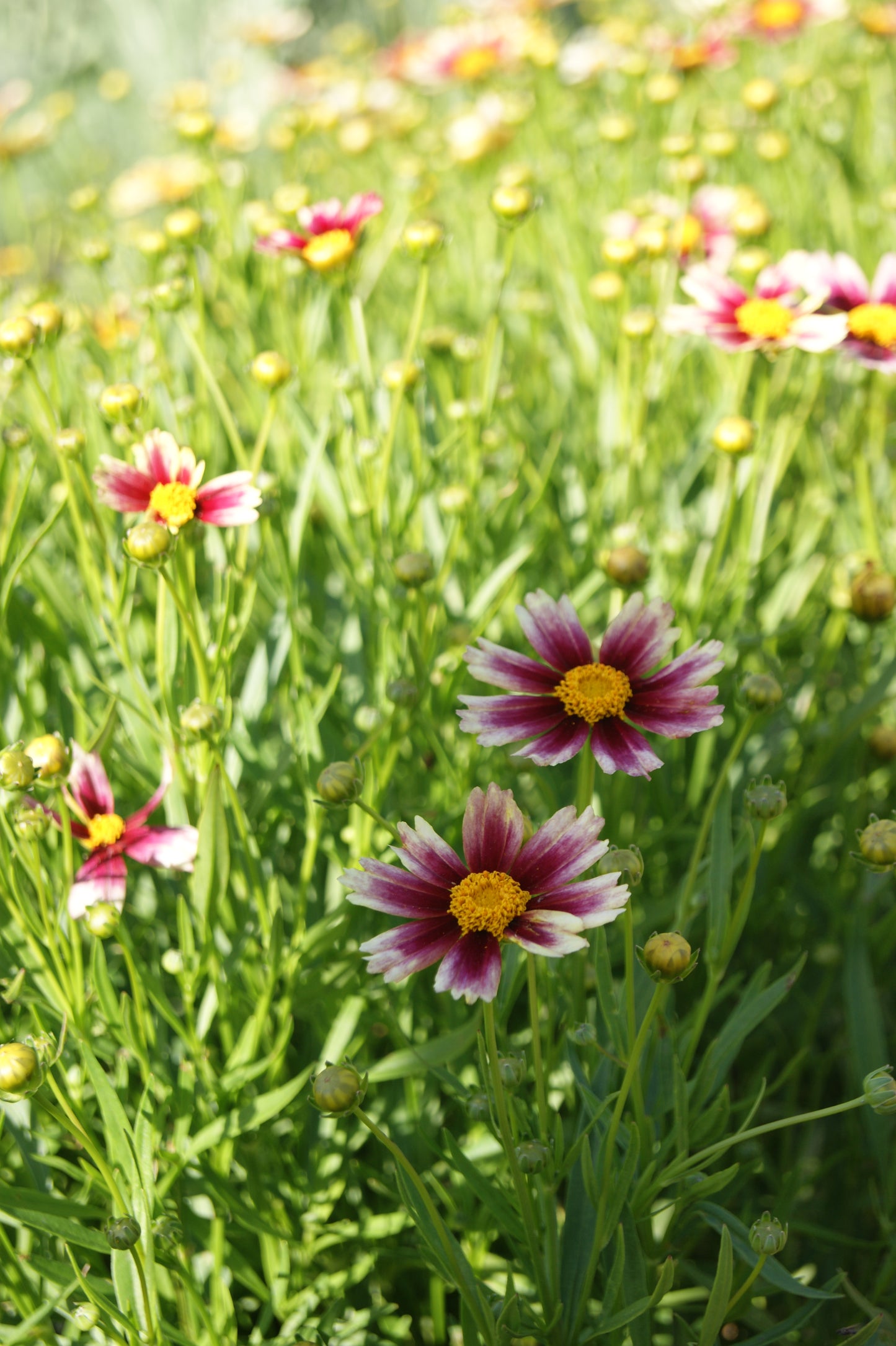 Tickseed, Hybrid Mouse Ear 'Li'l Bang Candy Stripes' (Coreopsis)