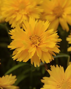 Tickseed, Large Flowered 'Double the Sun' (Coreopsis)