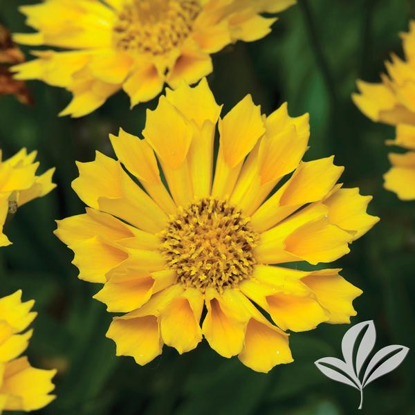 Tickseed, Hybrid Mouse Ear 'Jethro Tull' (Coreopsis)
