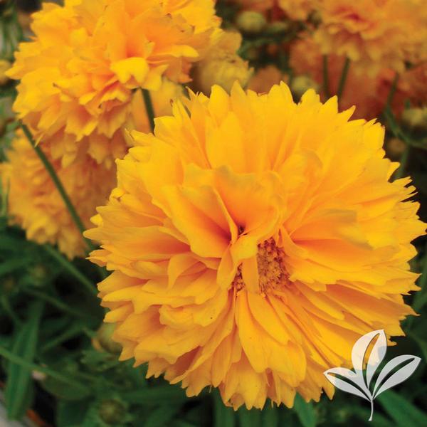 Tickseed, Large-Flowered 'Golden Sphere' (Coreopsis)