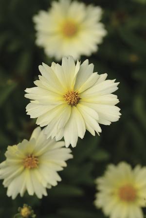 Tickseed, Hybrid 'UpTick Cream' (Coreopsis)
