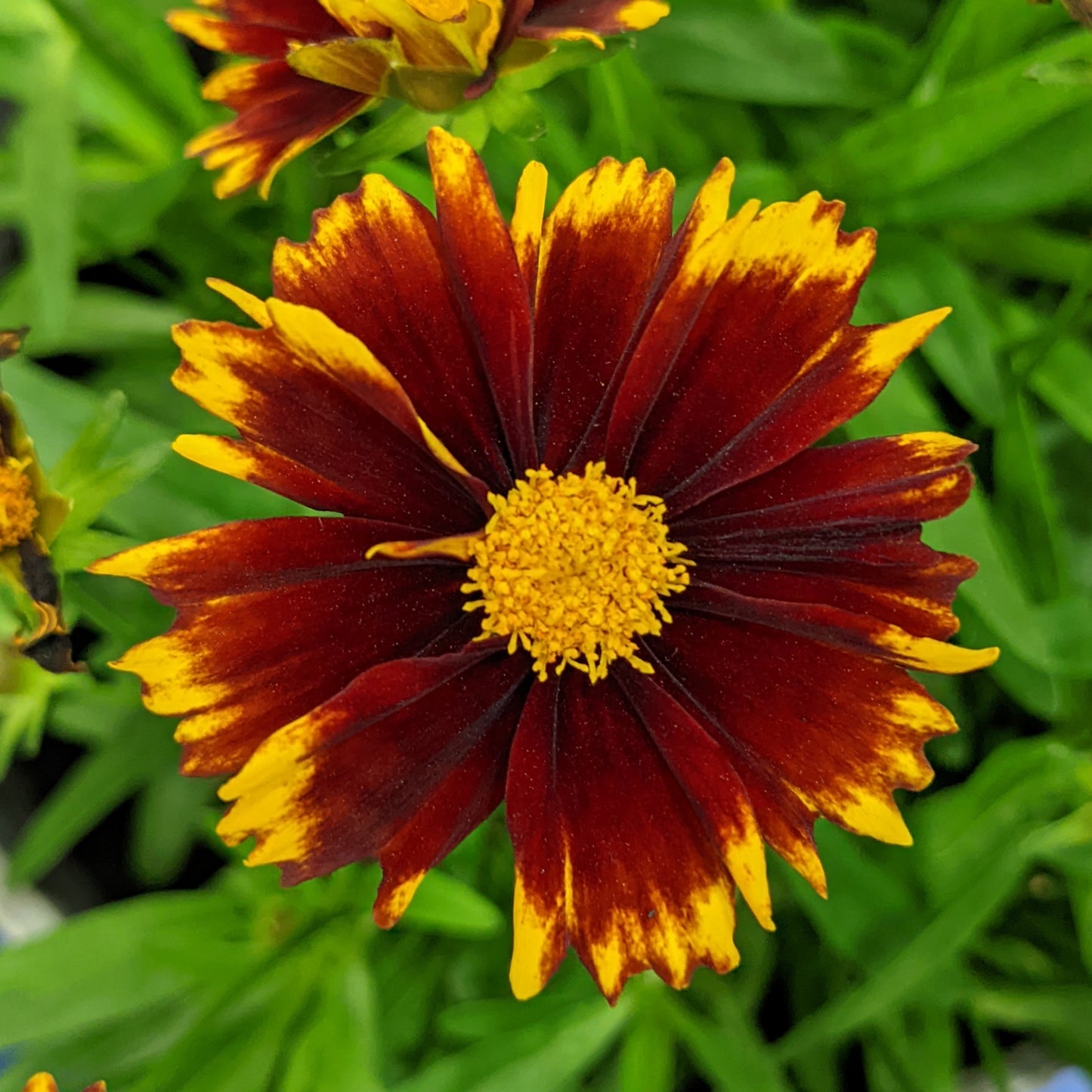 Tickseed, Hybrid 'UpTick Red' (Coreopsis)