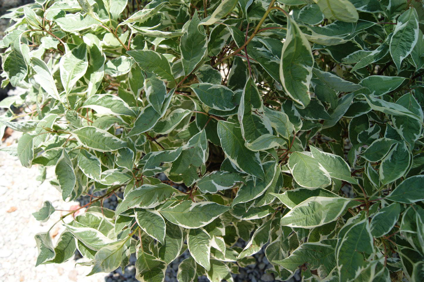 Dogwood, Mottled/ Red Twig 'Ivory Halo' (Cornus)