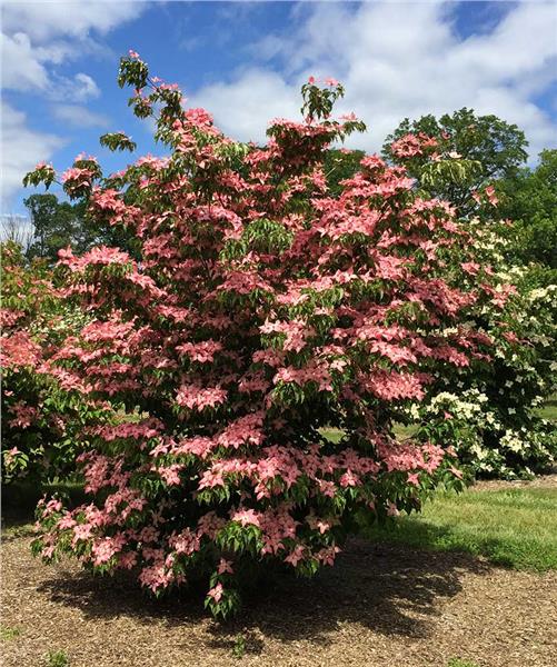 Dogwood, Oriental / Kousa 'Scarlet Fire' (Cornus)