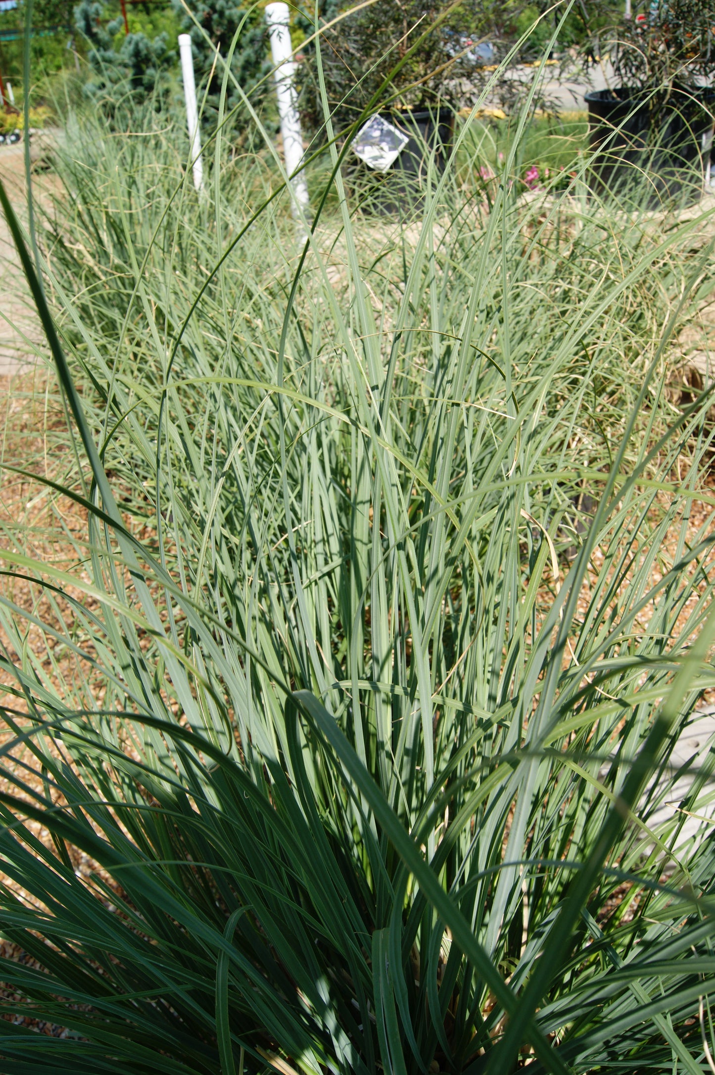 Grass, Pampass Dwarf 'Blue Bayou' (Cortaderia)