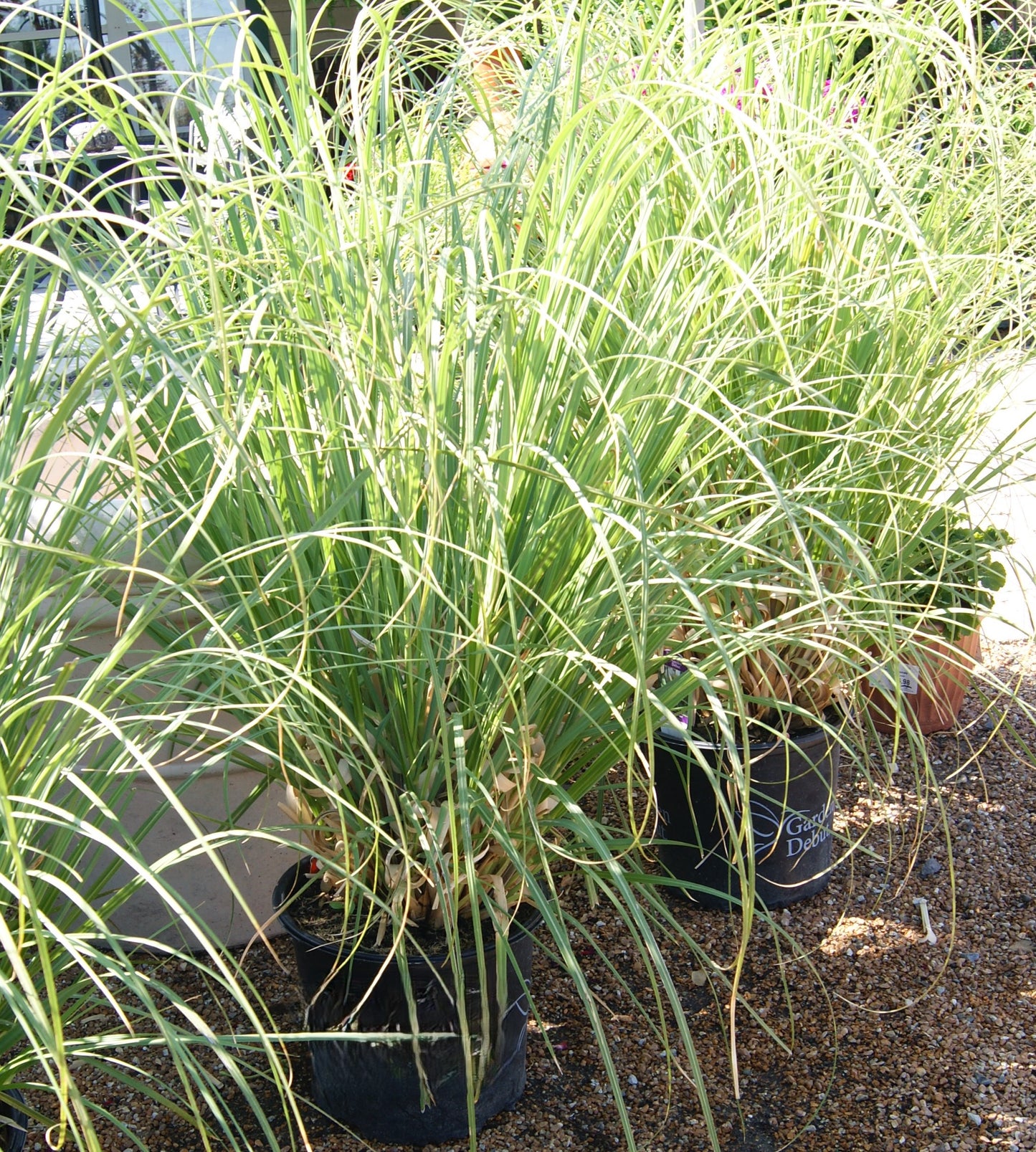 Grass, Pampass Dwarf 'Pumila' (Cortaderia)