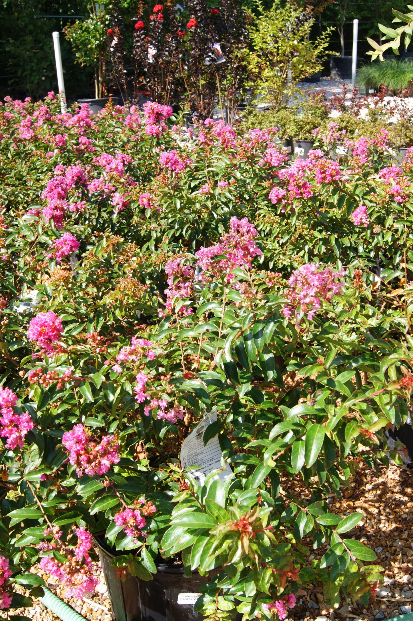 Crape Myrtle, Dwarf 'GreatMyrtle Cherry Delight' (Lagerstroemia)