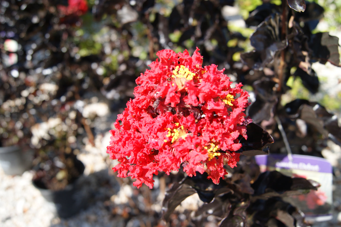 Crape Myrtle 'Thunderstruck Rumblin' Red' (Lagerstroemia)