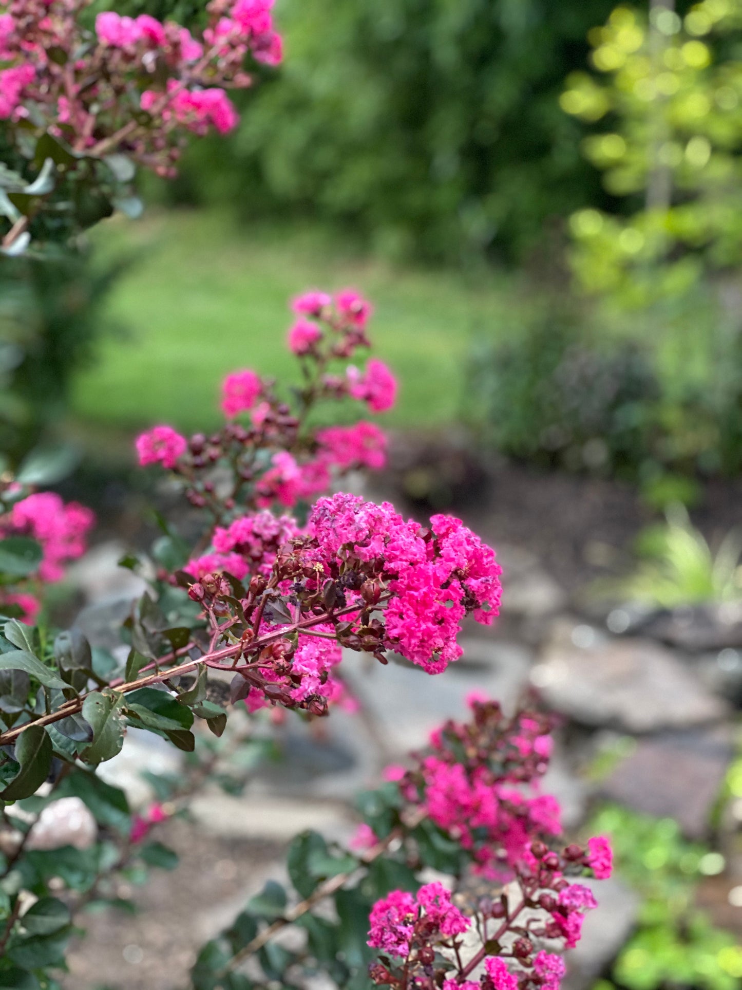 Crape Myrtle 'Raspberry Sundae' (Lagerstroemia)