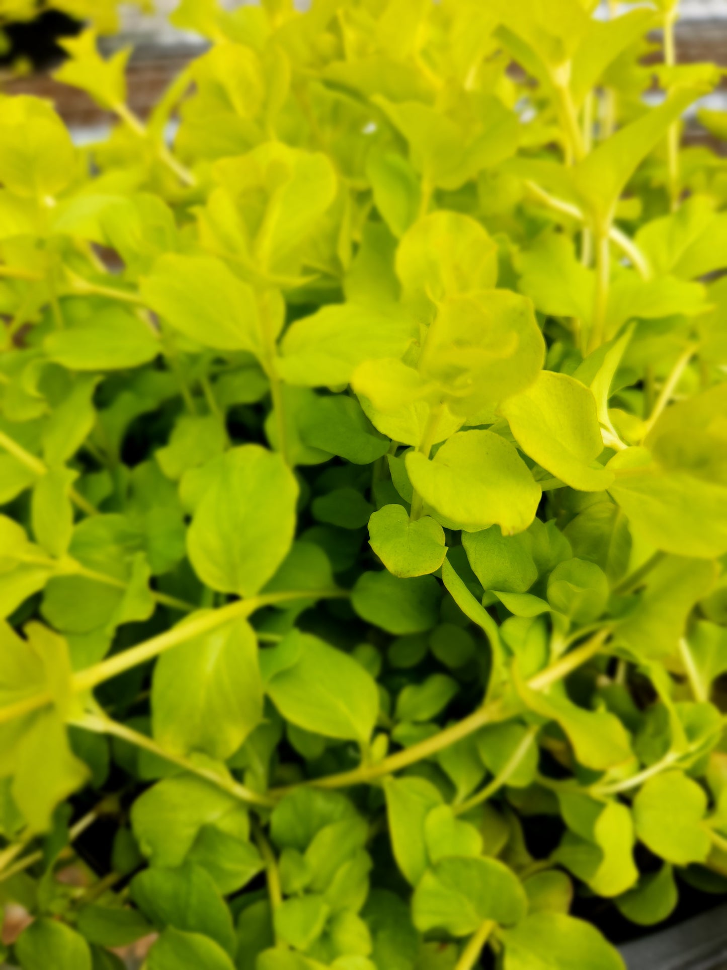 Moneywort, Golden / Creeping Jenny 'Aurea' (Lysimachia)