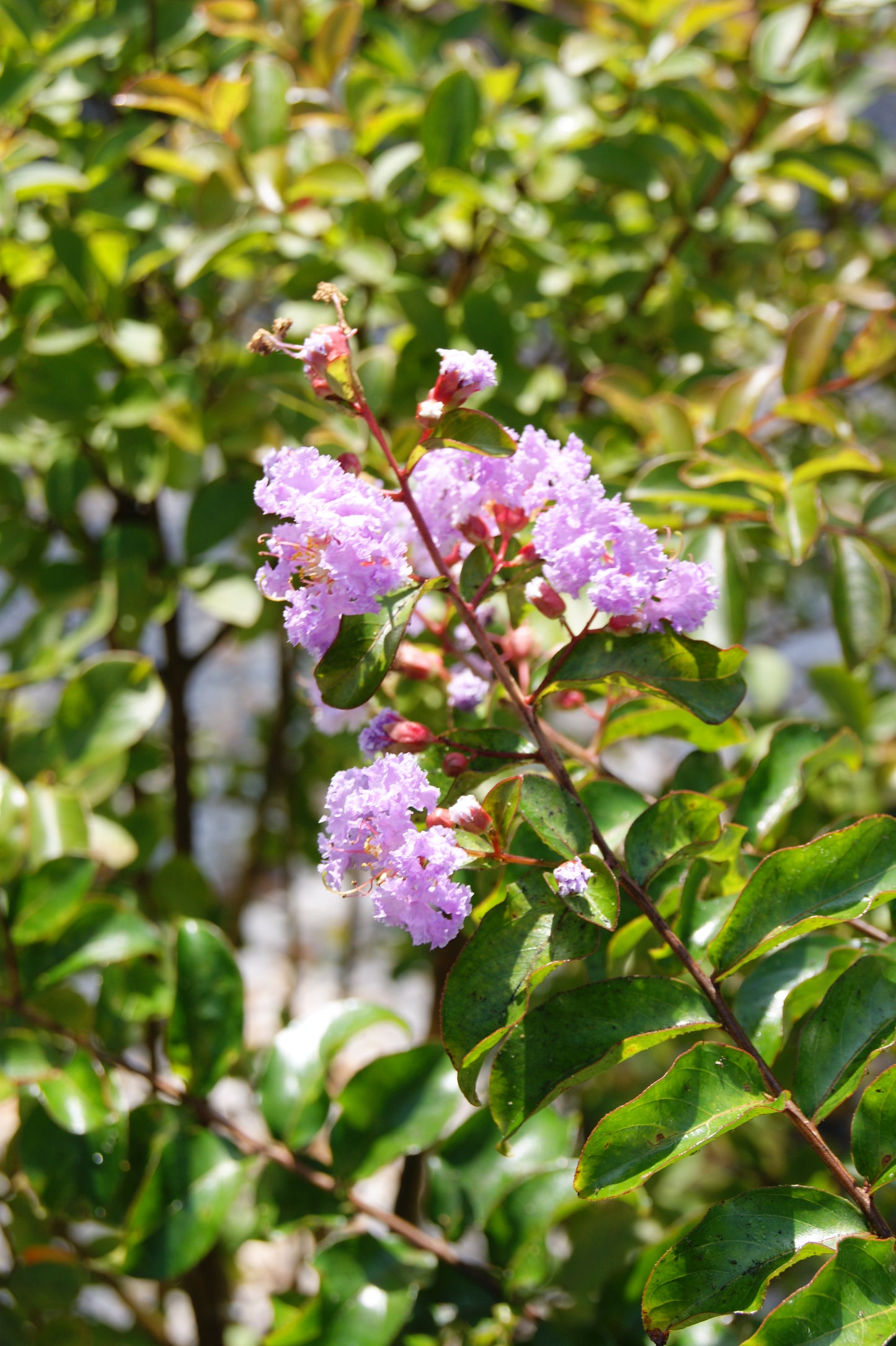 Crape Myrtle 'Catawba' (Lagerstroemia)