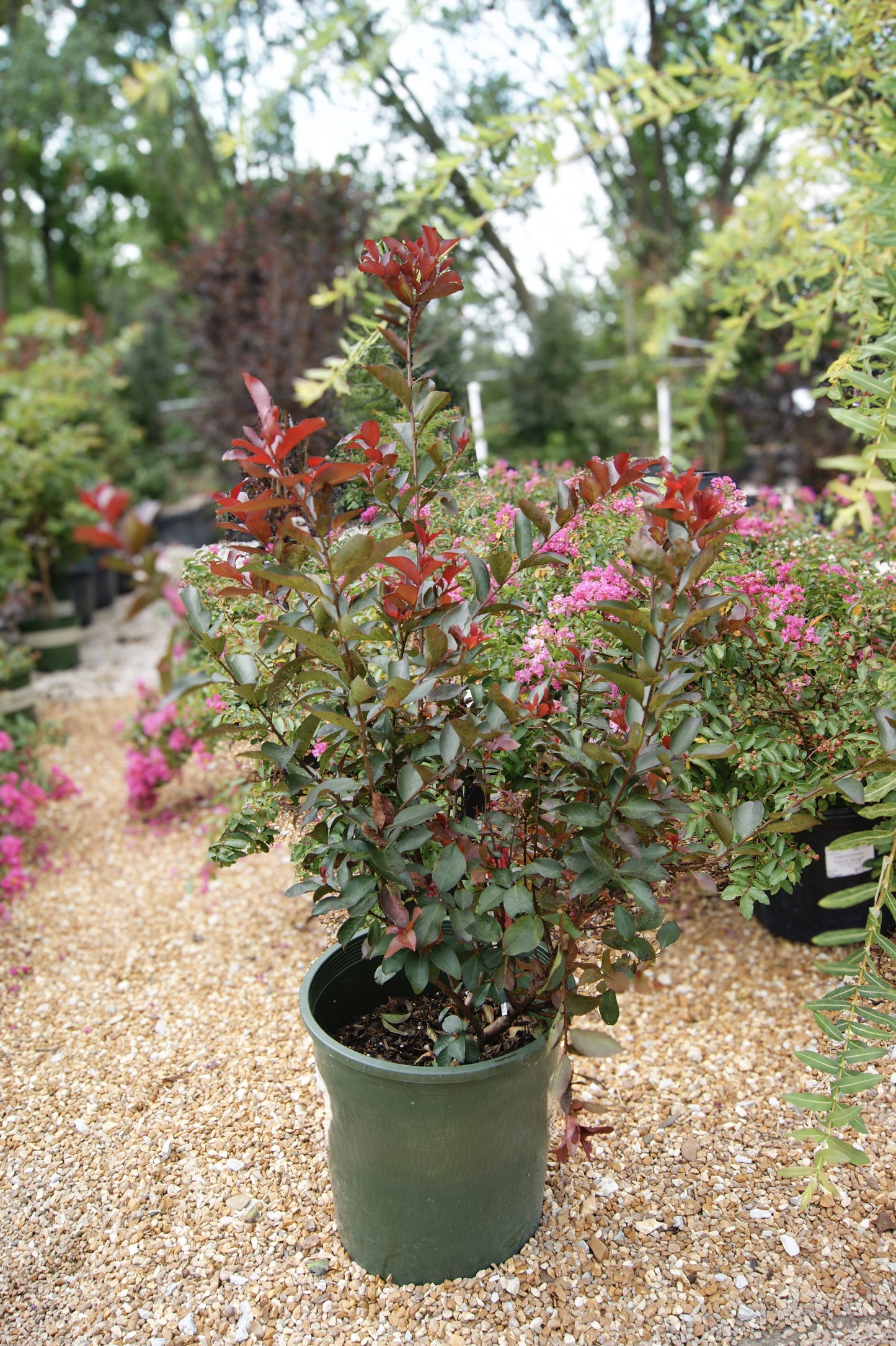 Crape Myrtle 'Dynamite' (Lagerstroemia)