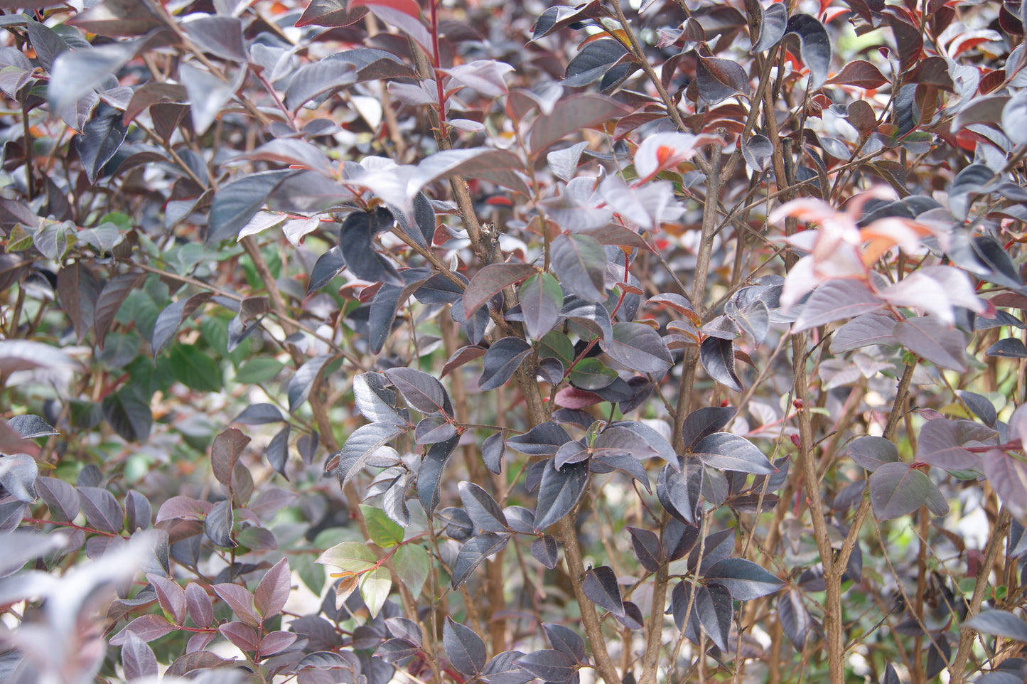 Crape Myrtle 'Thunderstruck White Flash' (Lagerstroemia)