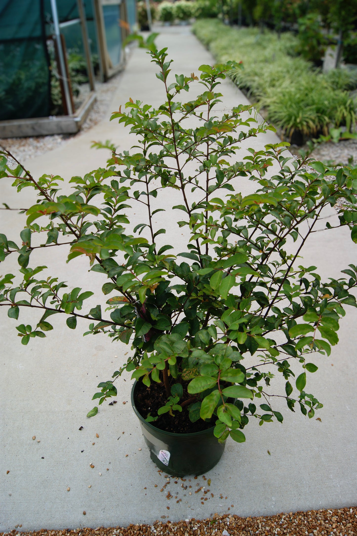 Crape Myrtle 'Tonto' (Lagerstroemia)