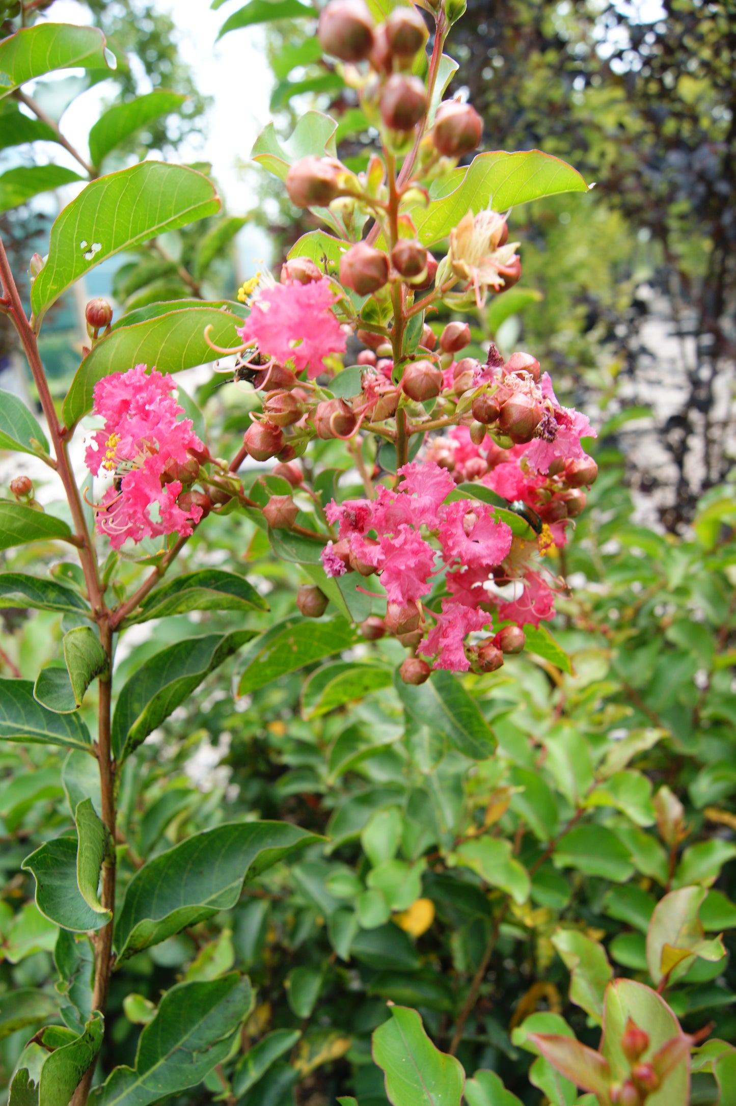 Crape Myrtle 'Tuscarora' (Lagerstroemia)