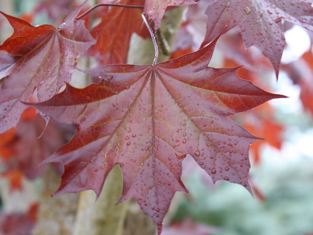 Maple, Shantung Norway Hybrid 'Crimson Sunset' (Acer)