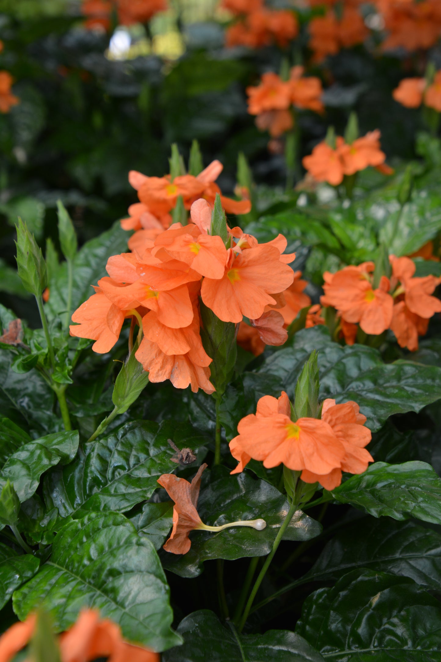 Firecracker Flower (Crossandra)