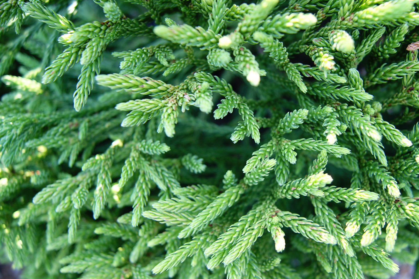 Cedar, Japanese Upright 'Yoshino' (Cryptomeria)