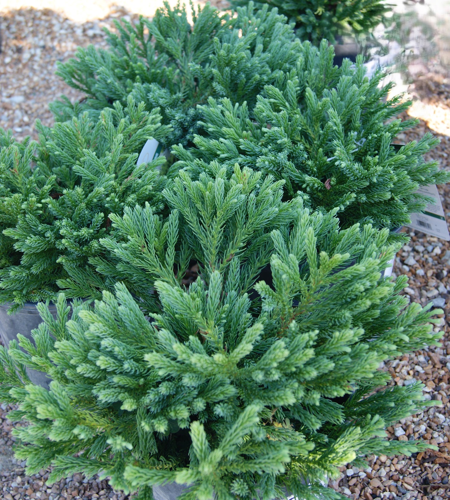 Cedar, Japanese Globe 'Dragon Knight' (Cryptomeria)