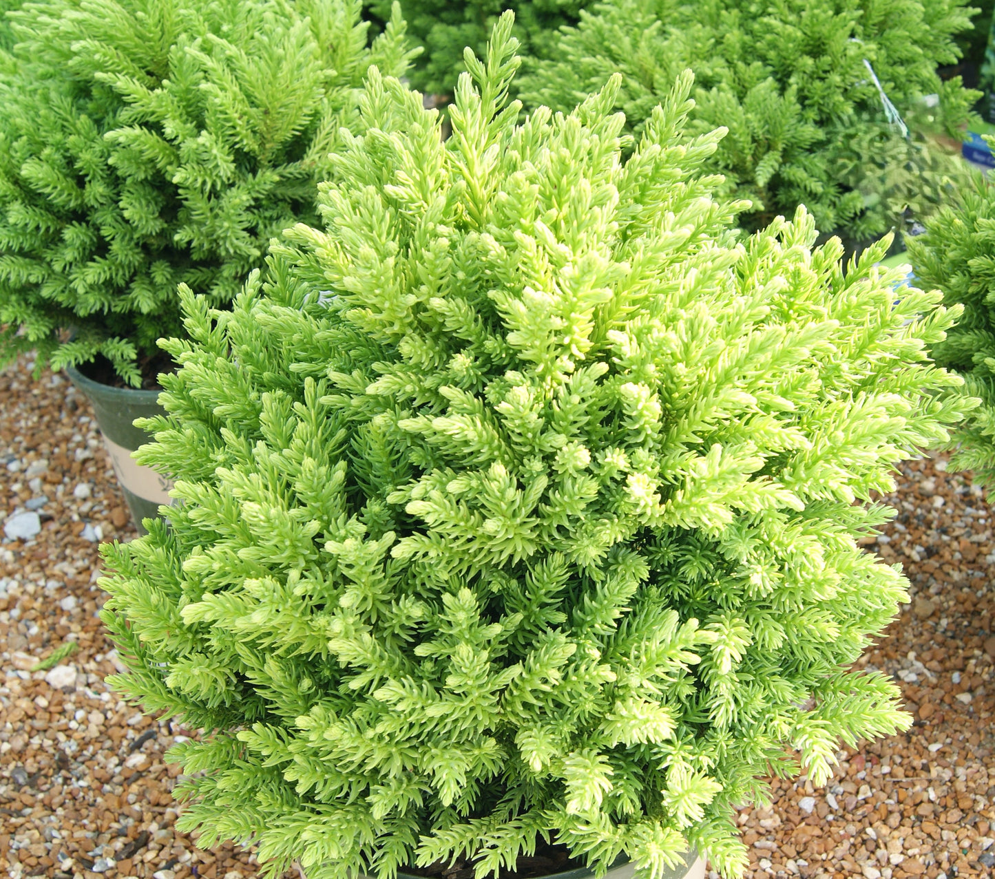Cedar, Japanese Globe 'Dragon Prince' (Cryptomeria)