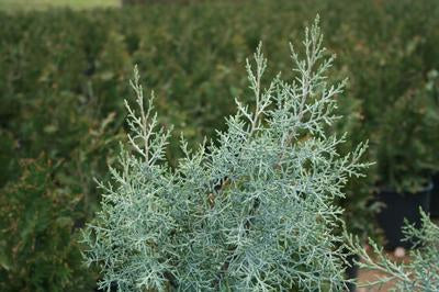 Cypress, Arizona Smooth 'Blue Ice' (Cupressus)