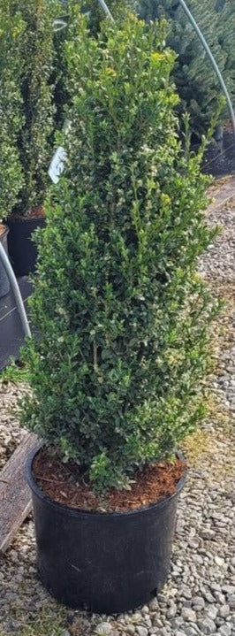 Boxwood, English / Common 'Skywalker' (Buxus) Pyramidal