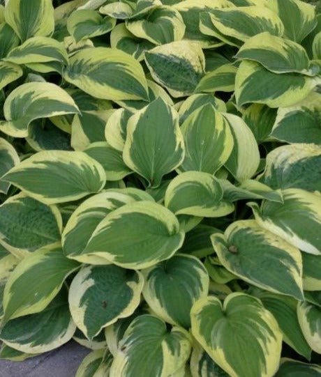 Plantain Lily 'Wide Brim' (Hosta)
