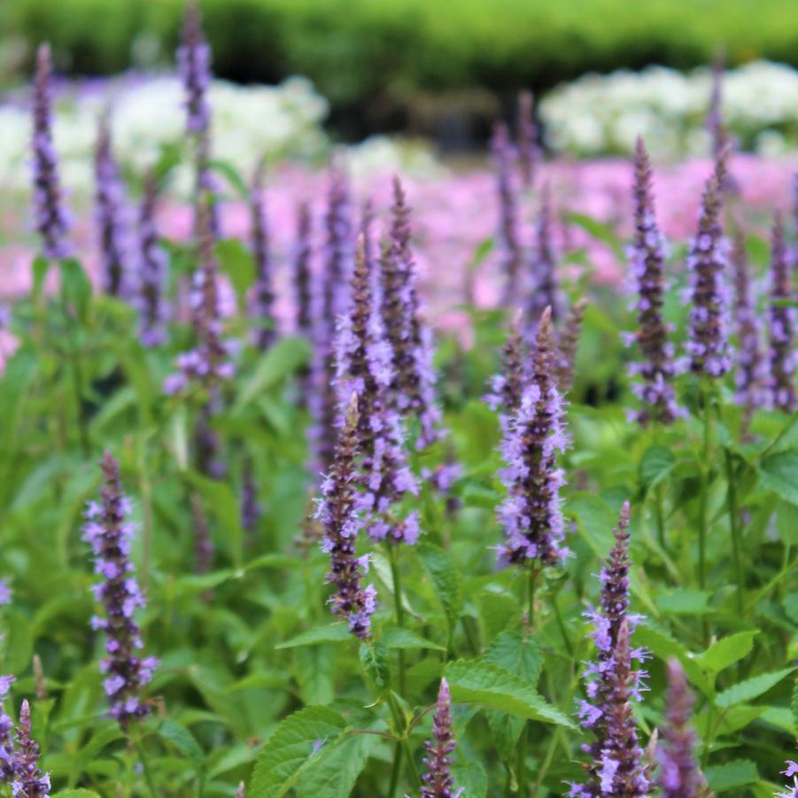 Hyssop, Anise/ Hummingbird Mint 'Little Adder' (Agastache)