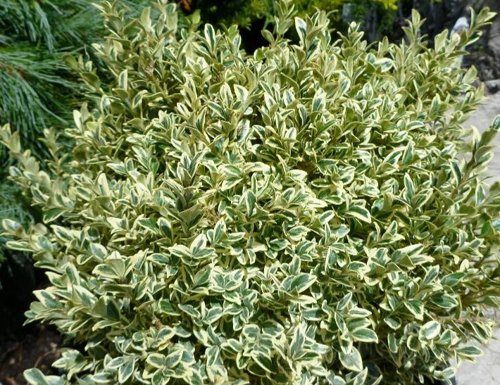Boxwood, English Variegated 'Aureo-Variegata' (Buxus) Column