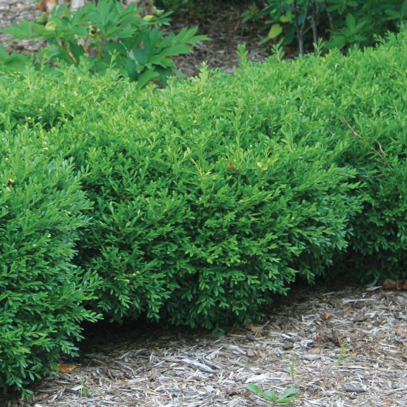 Boxwood, Korean Littleleaf 'Franklin's Gem' (Buxus) Globe