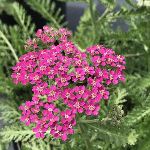Yarrow 'Milly Rock Rose' (Achillea)