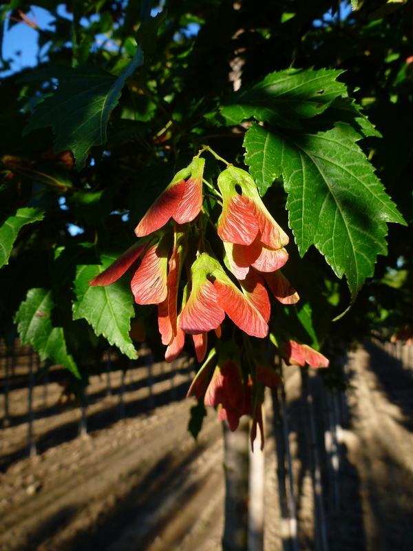 Maple, Amur 'Flame' (Acer)