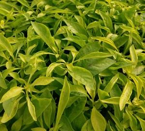 Joseph's Coat (Alternanthera)