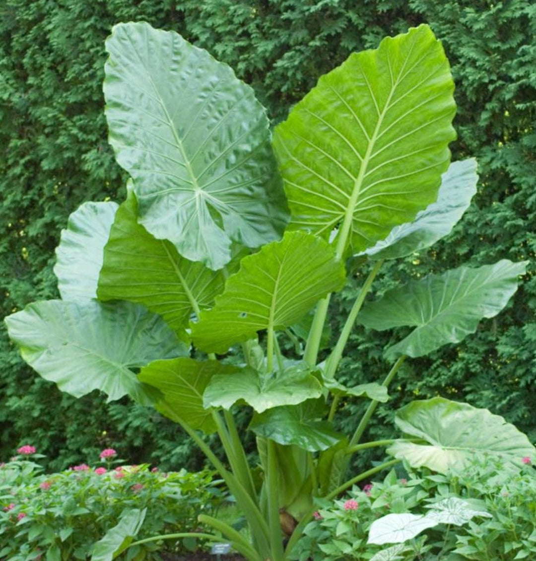 Elephant Ears / African Mask, 'Borneo Giant' (Alocasia)