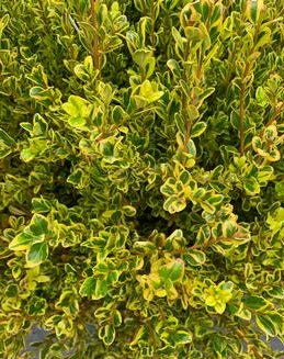 Boxwood, Littleleaf Variegated 'Golden Dream' (Buxus) Globe