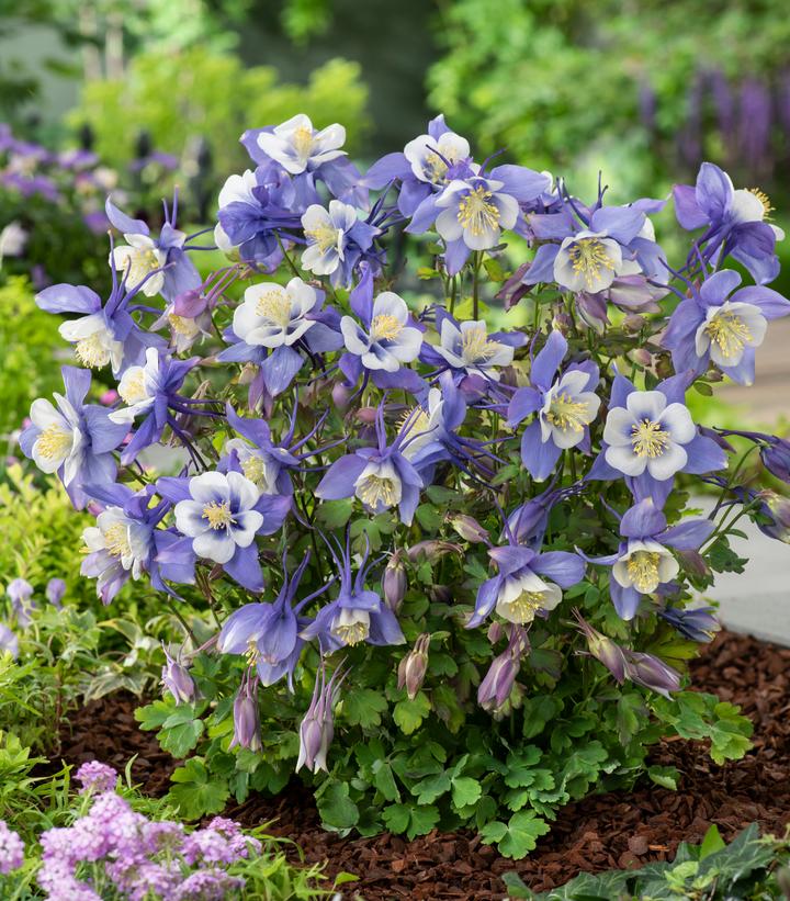 Columbine, Hybrid 'Earlybird Blue White' (Aquilegia)