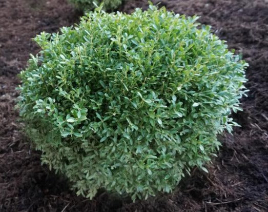 Boxwood, Korean Littleleaf 'Tide Hill' (Buxus) Globe