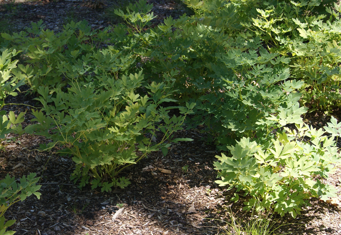 Bleeding Hearts, Old-fashion (Dicentra)