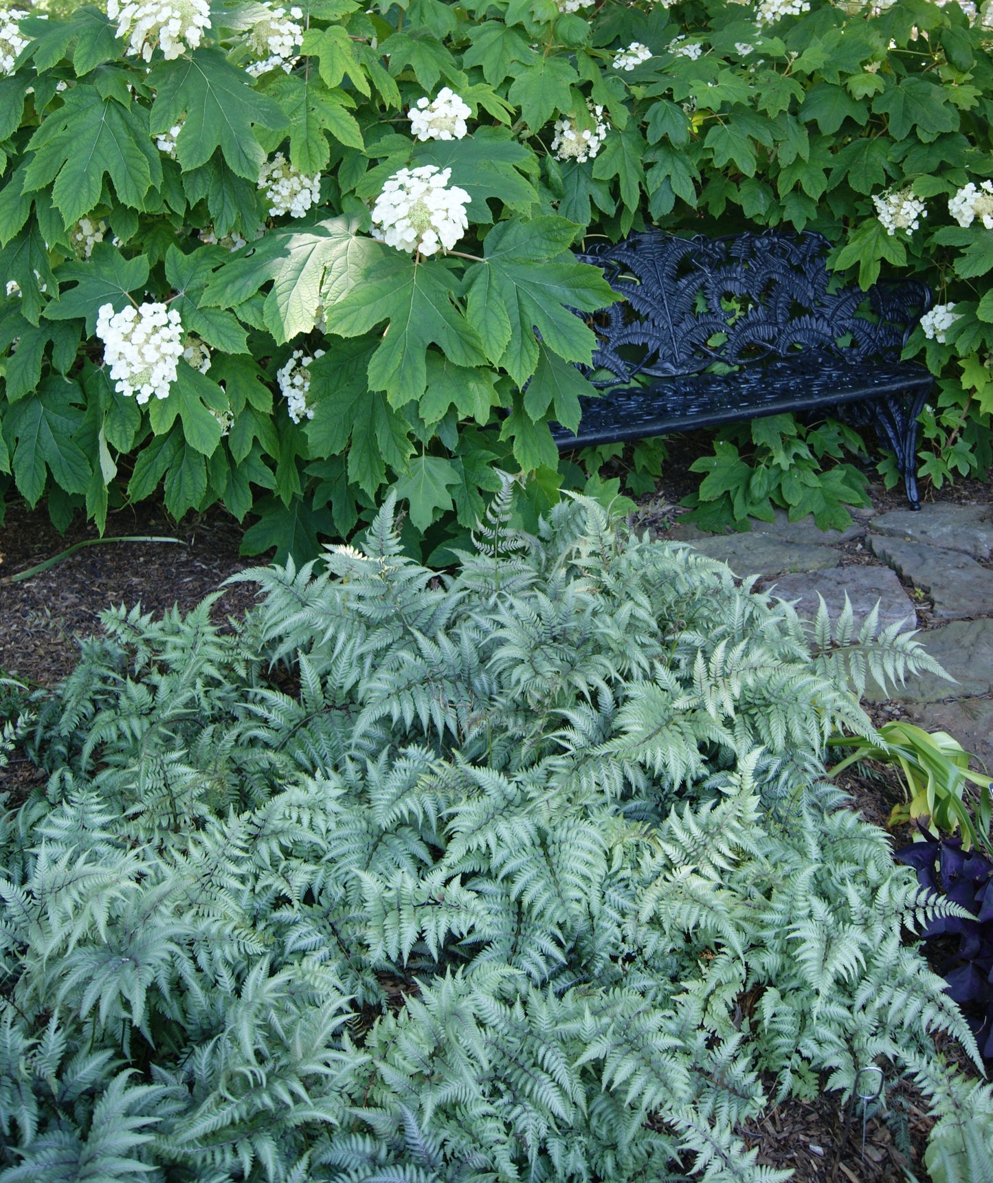 Fern, Painted Lady 'Ghost' (Athyrium)