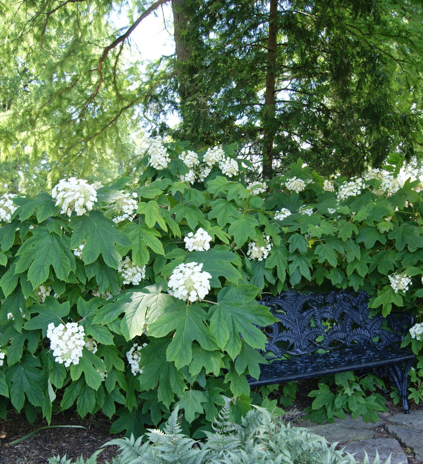 Hydrangea, Oakleaf 'Alice' (Hydrangea)
