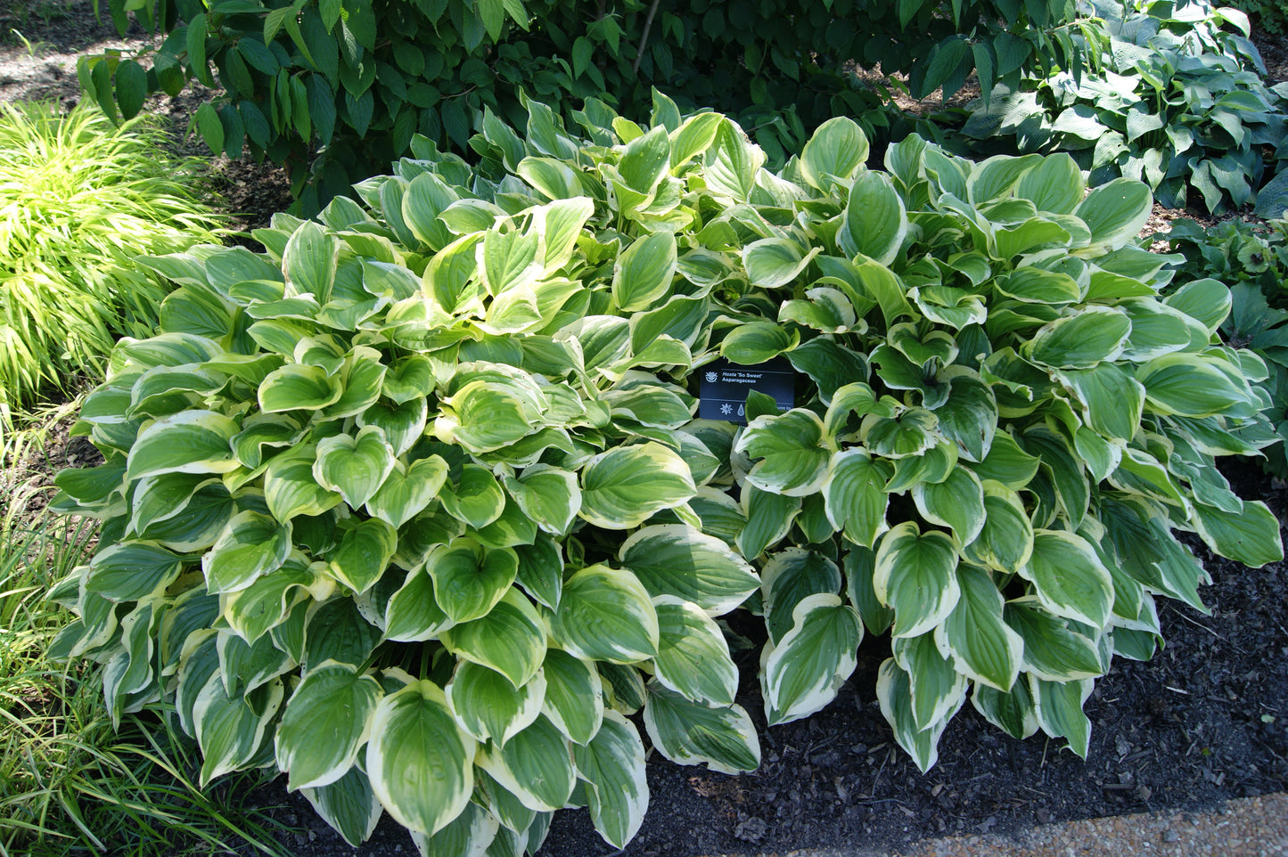 Plantain Lily 'So Sweet' (Hosta)