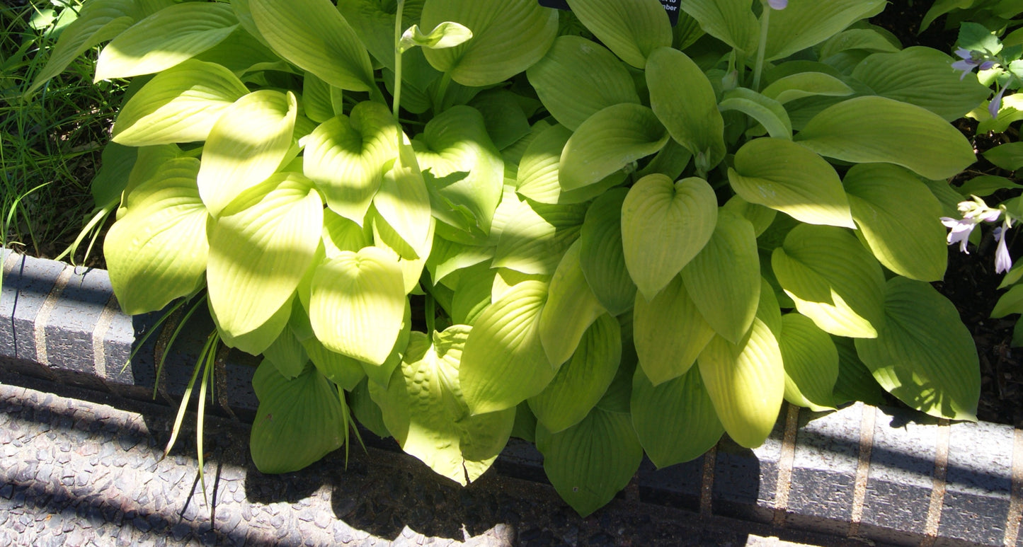 Plantain Lily 'August Moon' (Hosta)