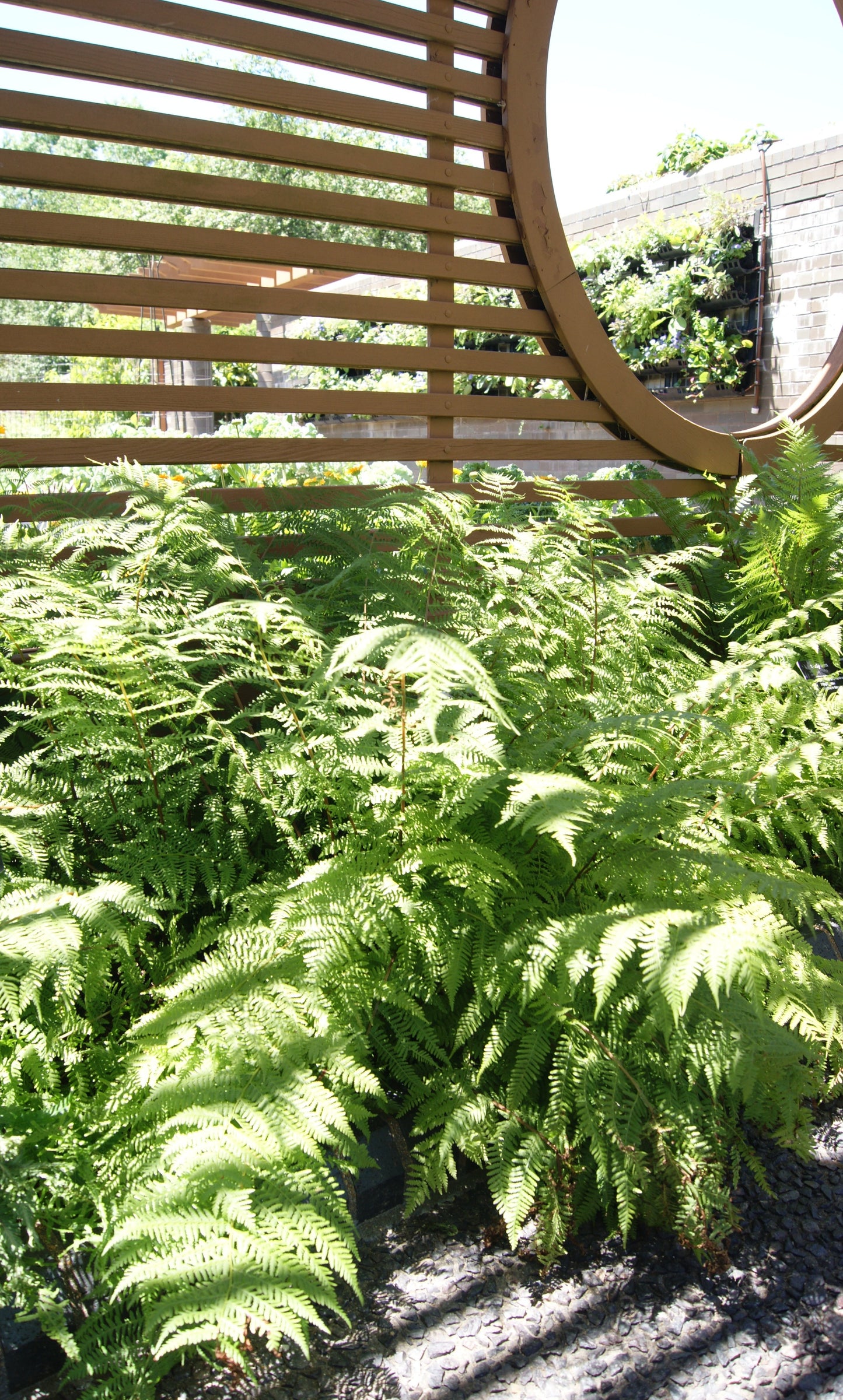 Fern, Crested Lady 'Drew's Dagger' (Athyrium)