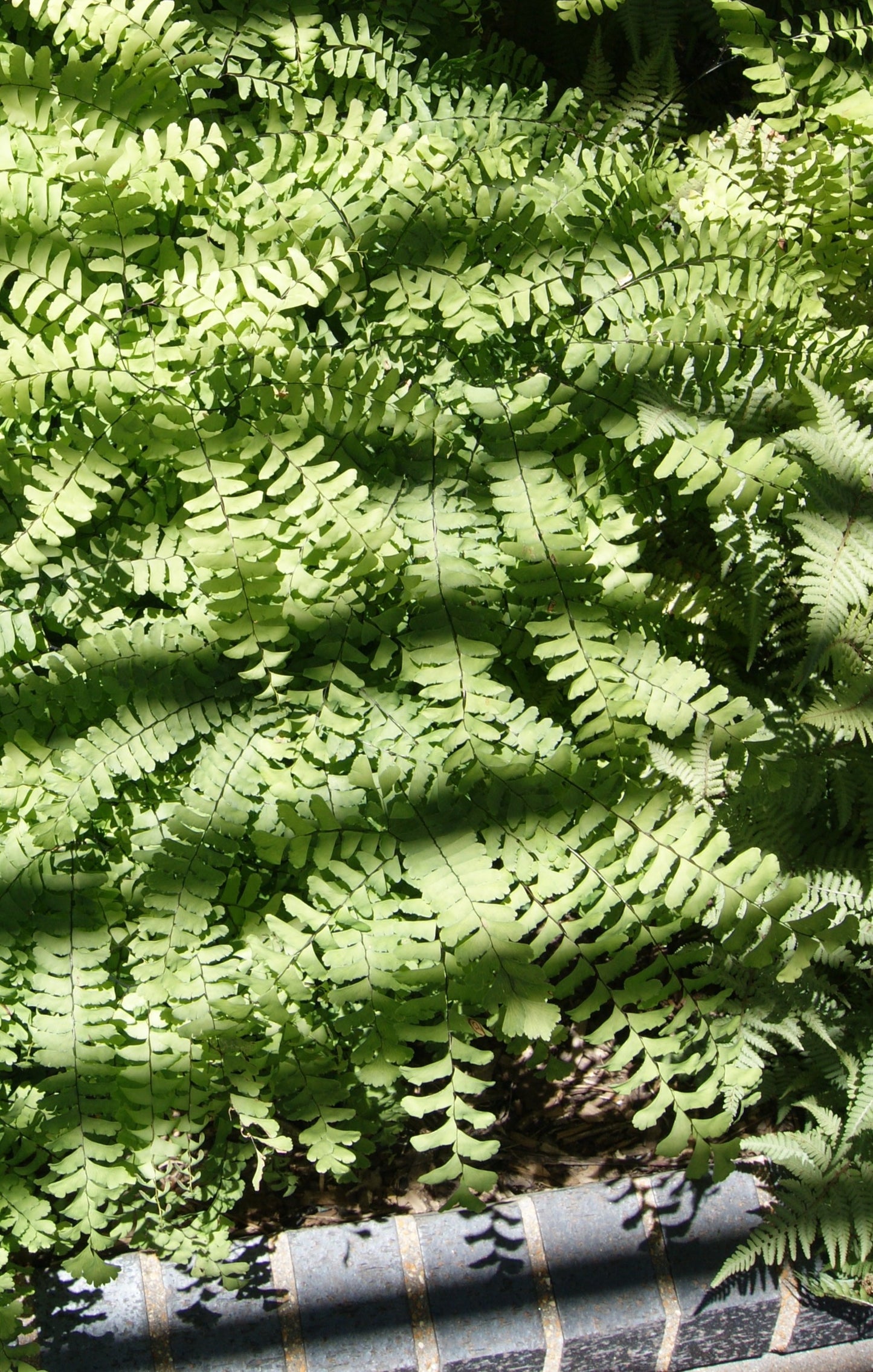 Fern, Maidenhair American/ Northern (Adiantum)