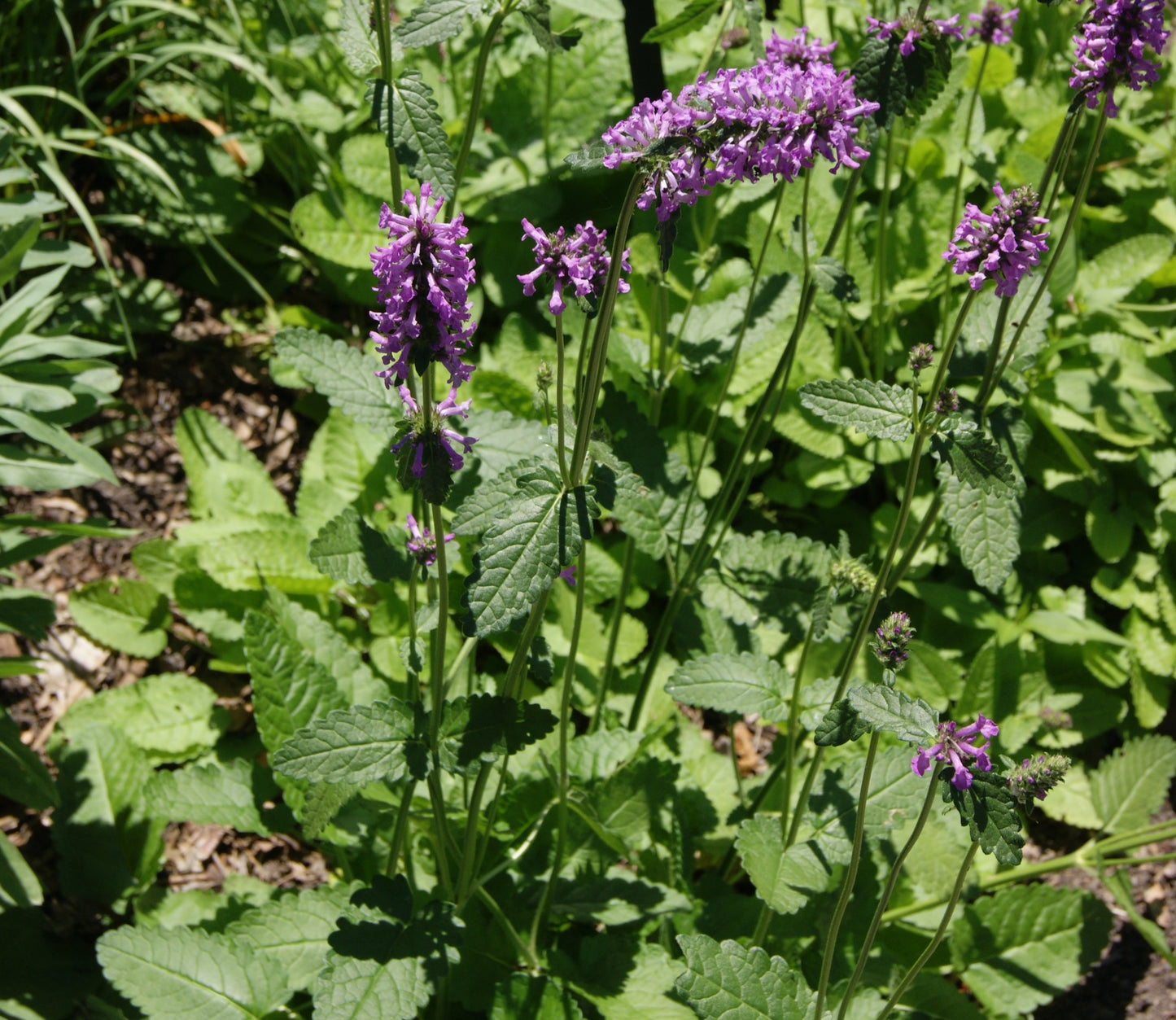 Betony, Dwarf 'Hummelo' (Stachys)