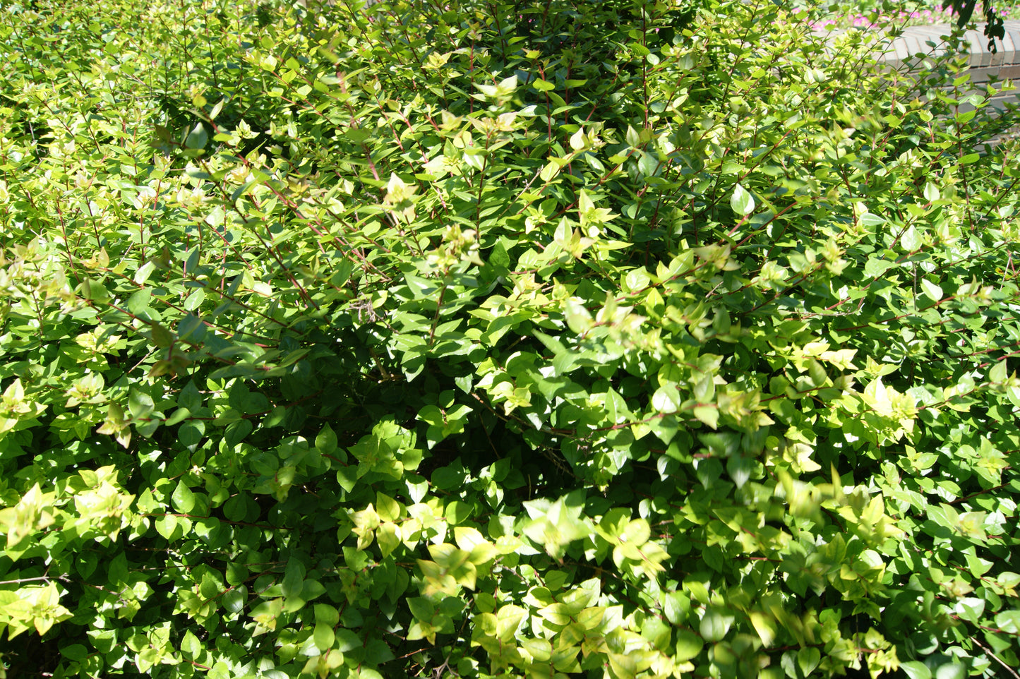 Abelia, Glossy Compact 'Rose Creek' (Abelia)