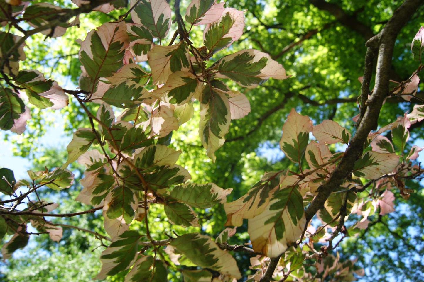 Beech, European/ Common 'Purpurea Tricolor' (Fagus)