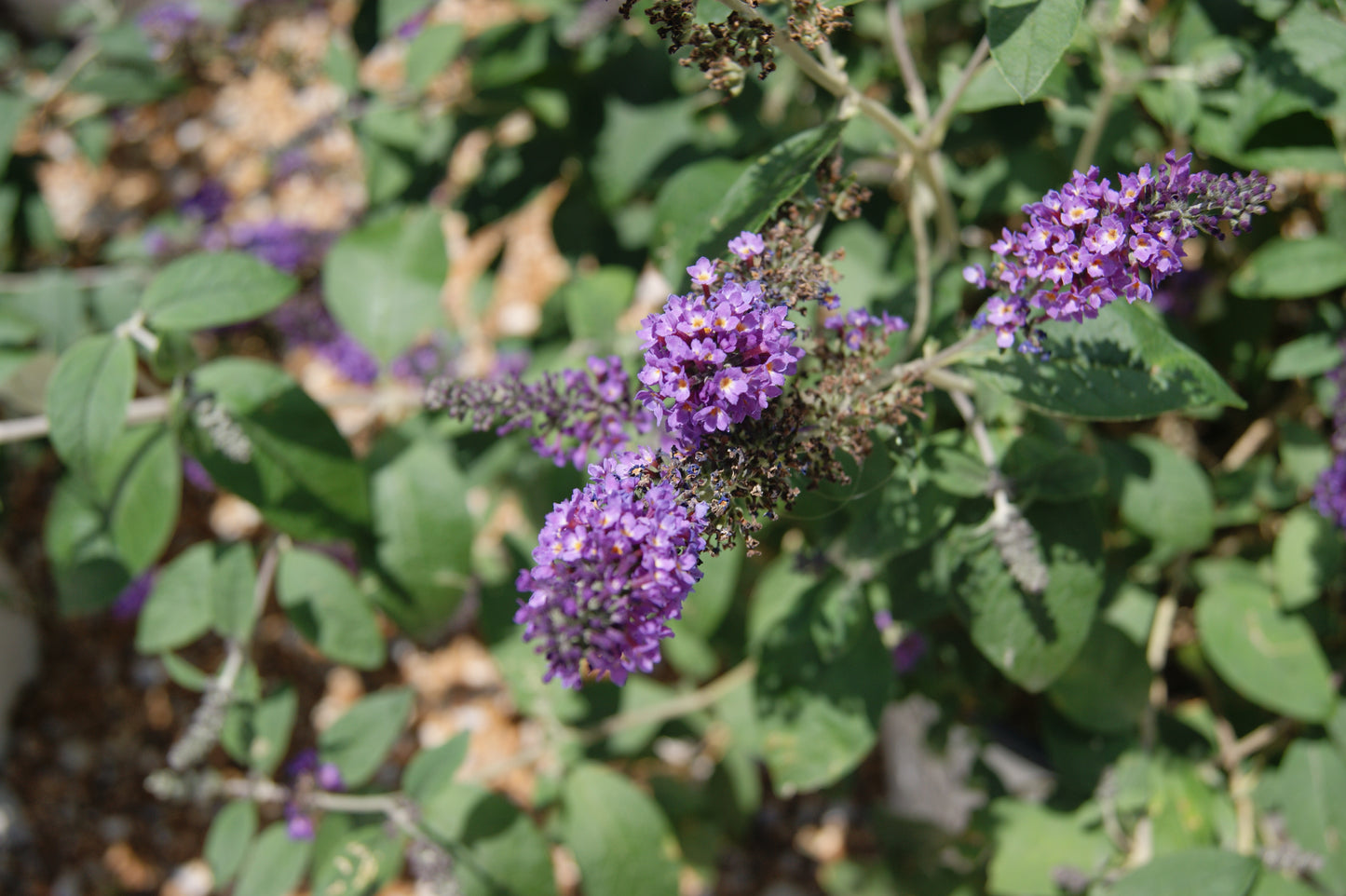 Butterfly Bush, 'Lo&Be Blue Chip' (Buddleia)