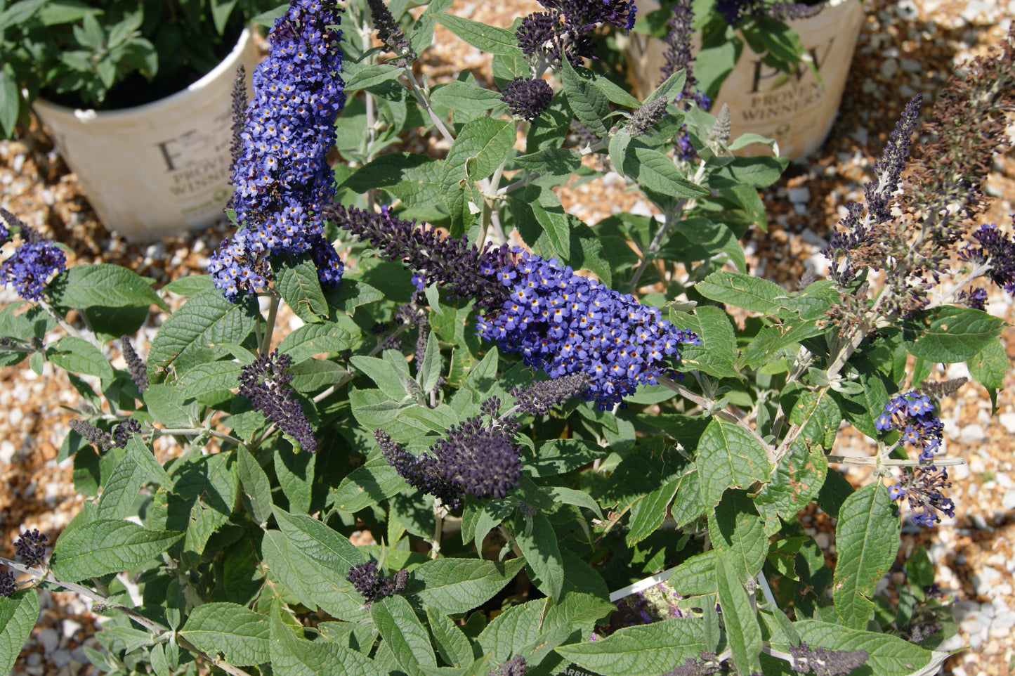 Butterfly Bush, Pugster 'Blue' (Buddleia)